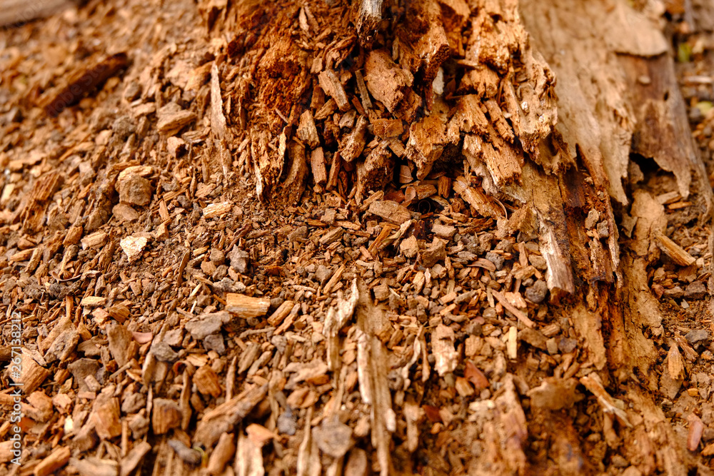 Wood sawdust texture background, Wood chip, Wood dust Wood sawdust texture background, Wood chip, Wood dust