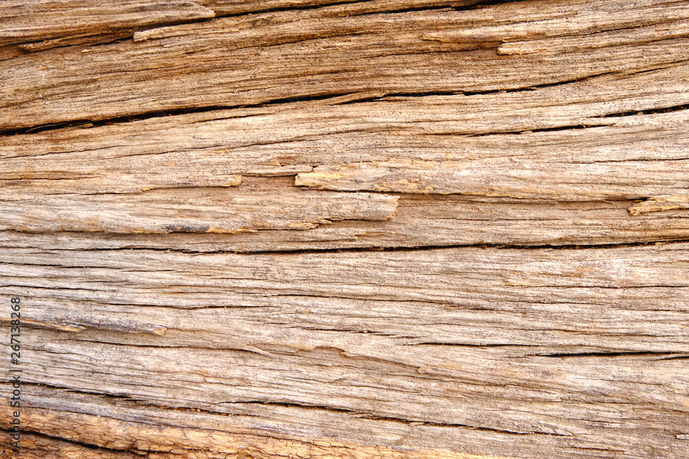 Wood texture background, Retro wallpaper background, Log closeup Wood texture background, Retro wallpaper background, Log closeup