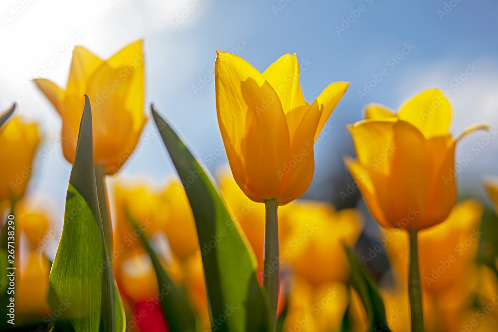 Tulips, red and yellow, against the Sunny sky. Tulips, red and yellow, against the Sunny sky.