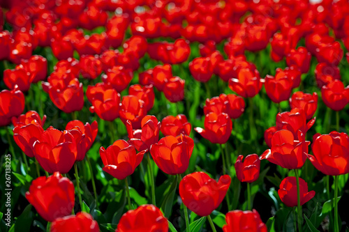 Tulips, red and yellow, against the Sunny sky.