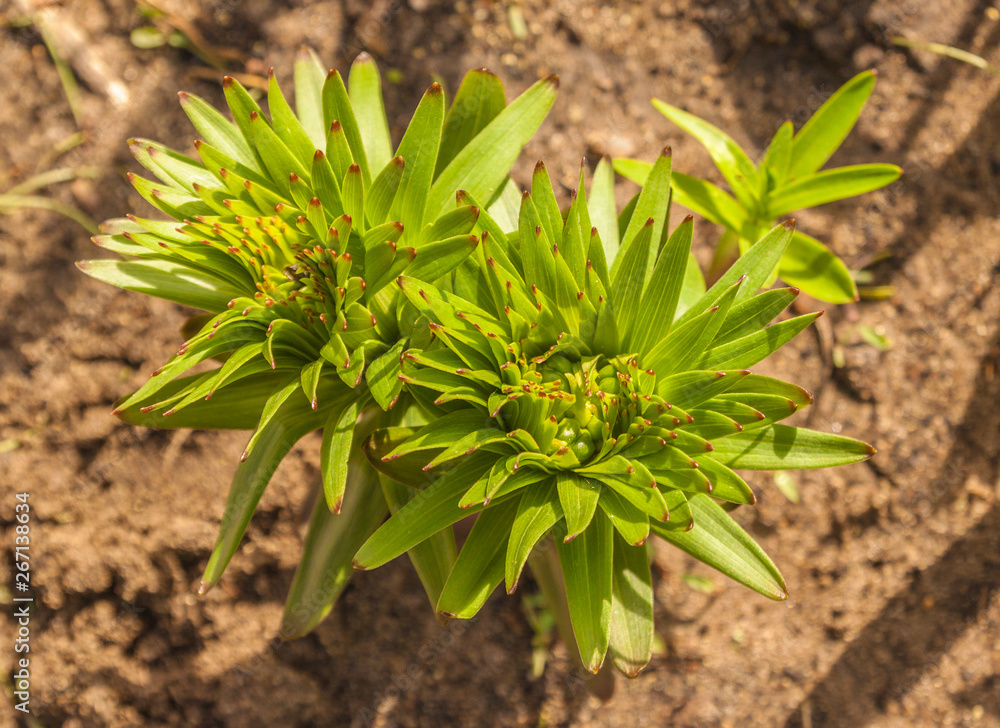 Saffron lilies (Lilium dahuricum; Lilium pensylvanicum) on garden Saffron lilies (Lilium dahuricum; Lilium pensylvanicum) on garden
