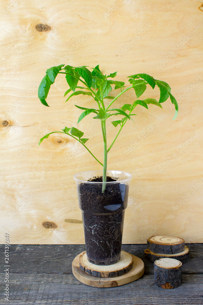 seedlings of tomatoes spring seedlings of tomatoes spring