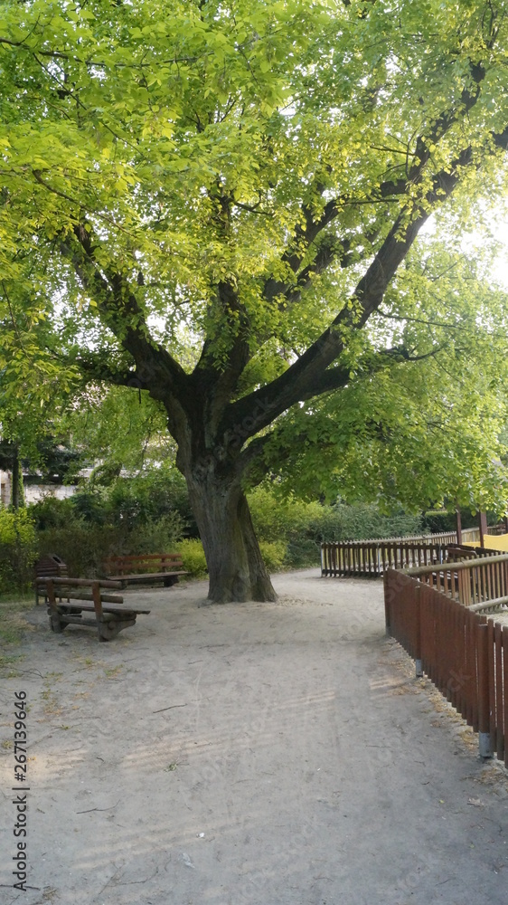 Drzewo w parku