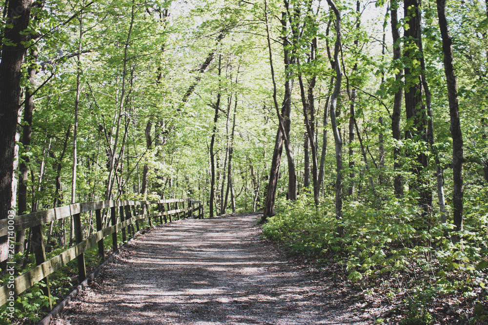 Fototapeta premium path in forest