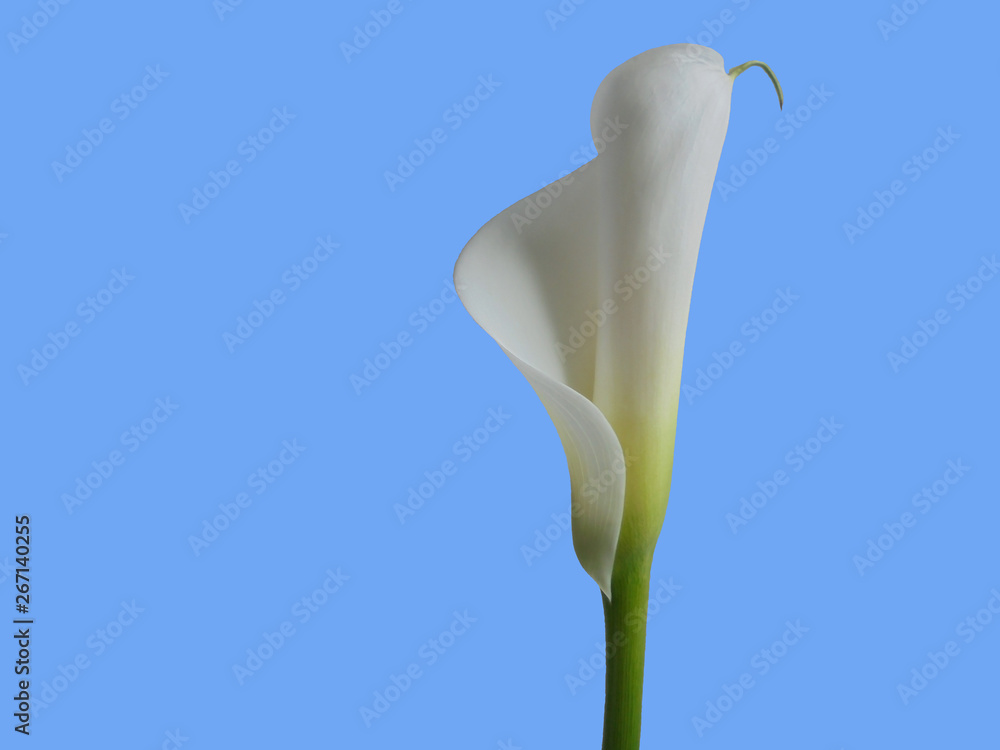 Beautiful gentle white flower calla lily on a blue background. isolate the background. postcard Beautiful gentle white flower calla lily on a blue background. isolate the background. postcard