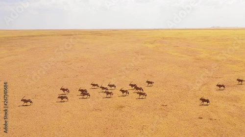 Astonishing aerial over huge herds of oryx antelope wildlife running fast across empty savannah and plains of Africa, near the Namib Desert, Namibia. photo
