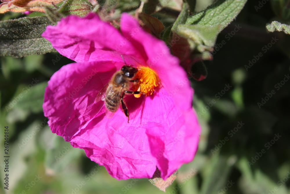 flor jardin paisajes abeja flor jardin paisajes abeja