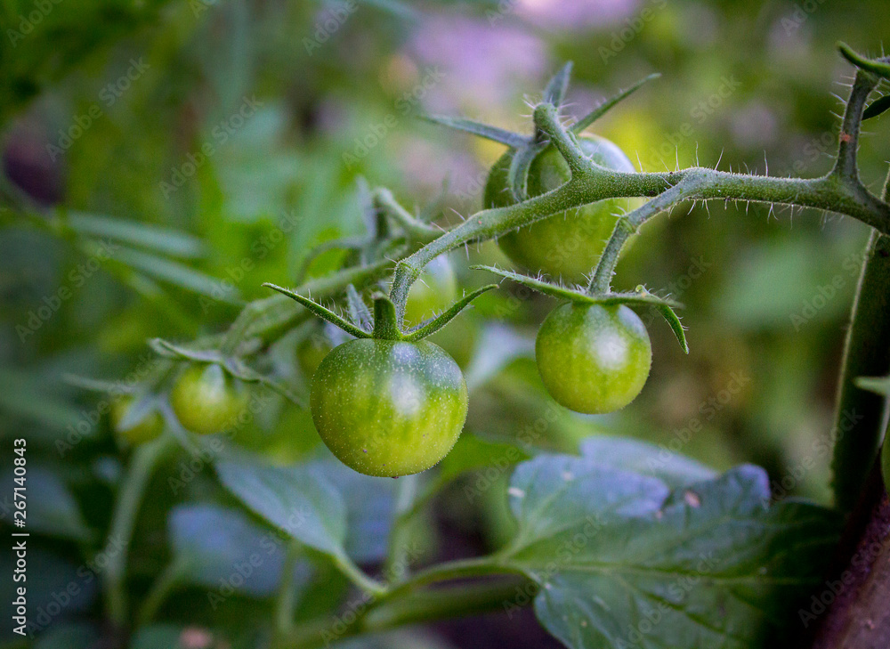 green tomatoes in the garden in summer