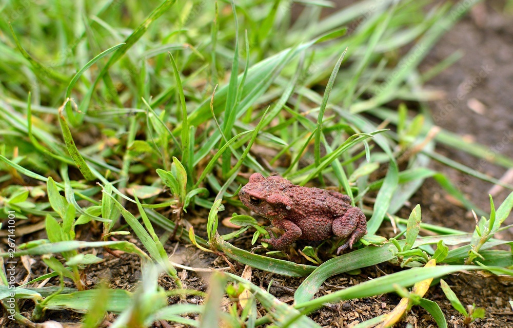 Naklejka premium EARTHEN TOAD