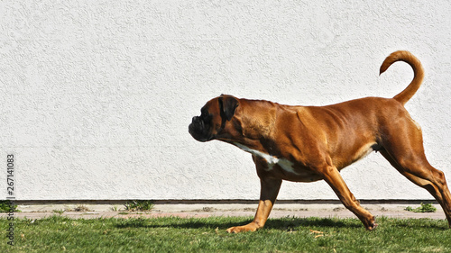 Brown boxer dog running along white wall.