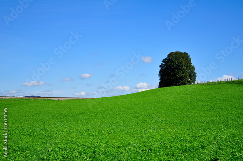 Baum und Wiese