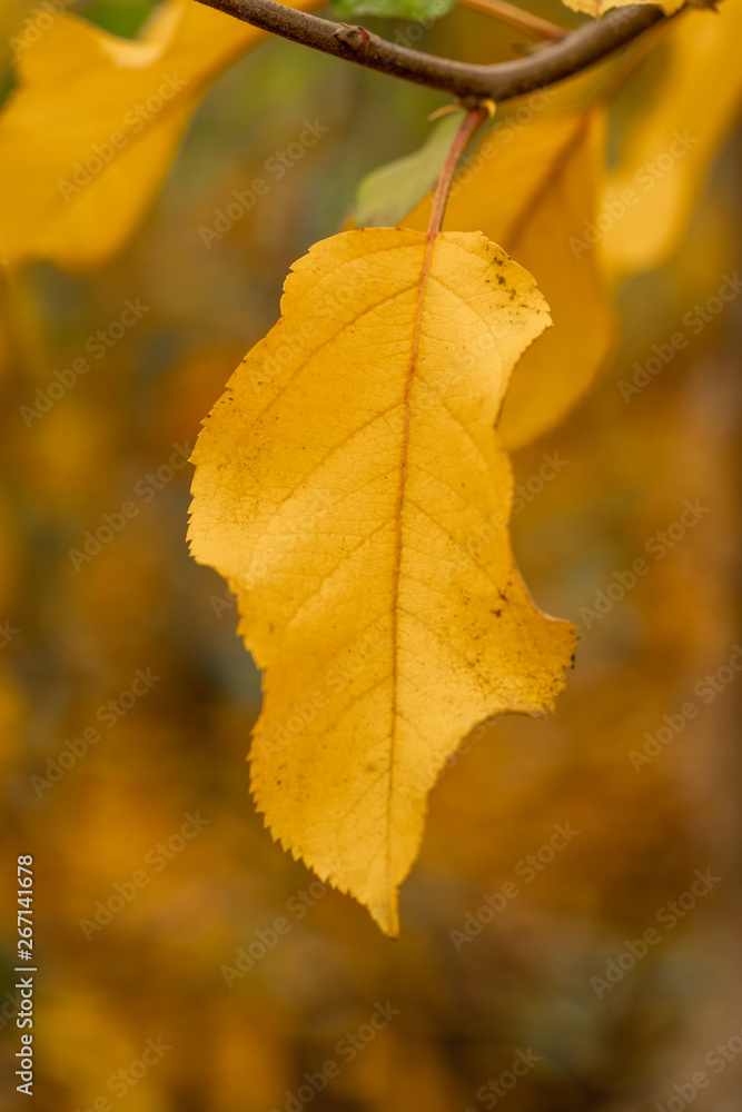 Hojas de manzano en el árbol en un escenario de otoño Hojas de manzano en el árbol en un escenario de otoño