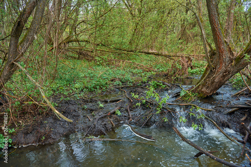 Fototapeta Naklejka Na Ścianę i Meble -  Cascading river with beautiful river thresholds in the forest.