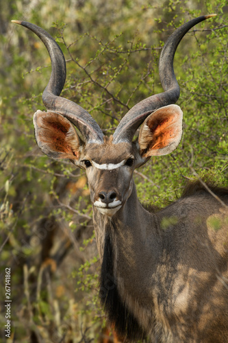 Greater Kudu - Tragelaphus strepsiceros, large striped antelope from African savannas, Etosha National Park, Namibia