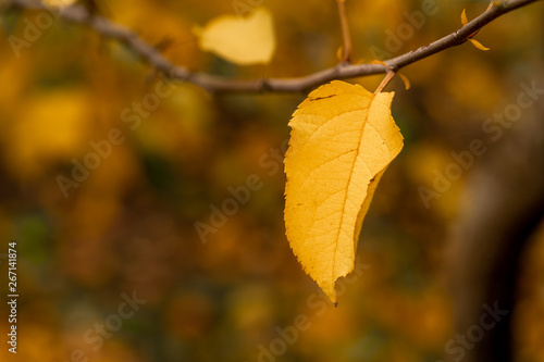 Hojas de manzano en el árbol en un escenario de otoño