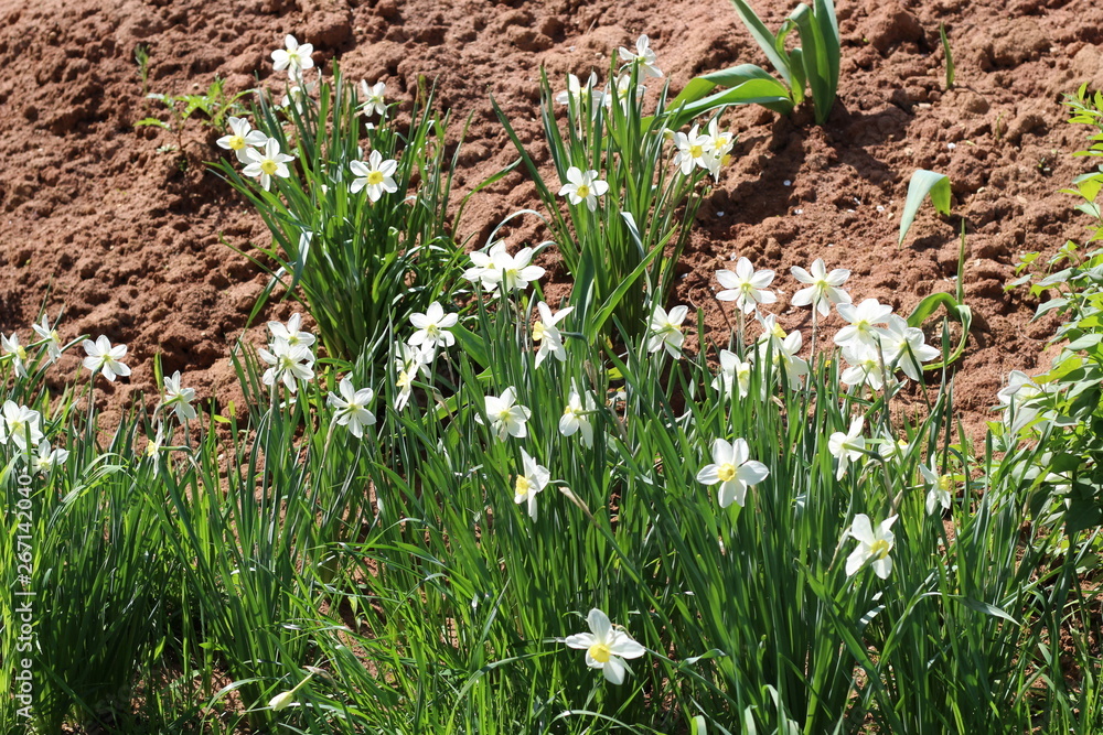 Fototapeta premium a beautiful Bush of blooming Narcissus on the background of clay soil