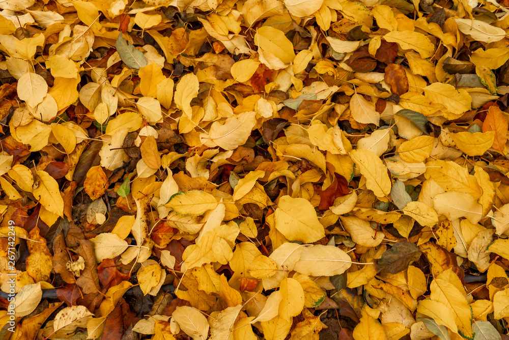 Suelo lleno de hojas de otoño Suelo lleno de hojas de otoño