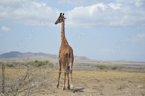 Canvas Print Lone Giraffe in Serengeti