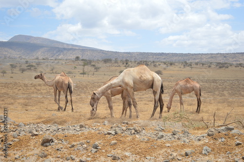 Fototapeta Naklejka Na Ścianę i Meble -  Camels in Serengeti