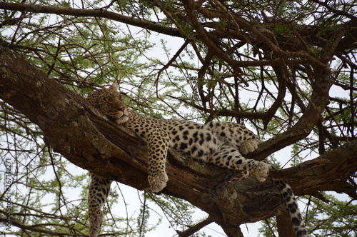 Lazy sleeping Leopard
