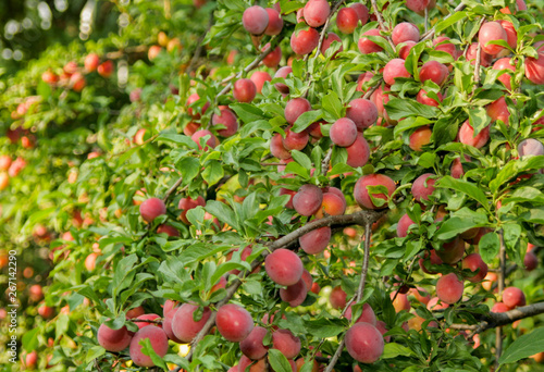   a rich harvest of plums on a tree