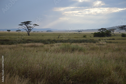 Dusk Serengeti Plain