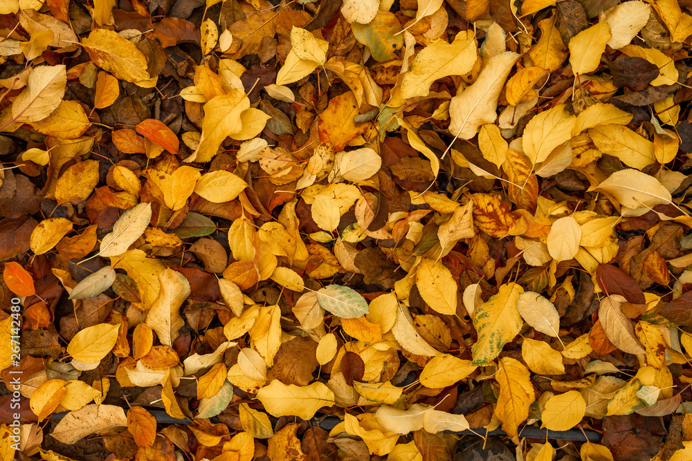 Suelo lleno de hojas de otoño