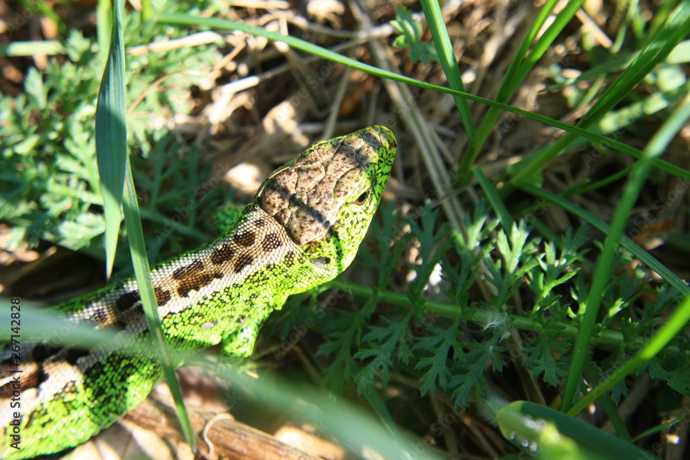 Naklejka premium Lizard, Lacerta agilis