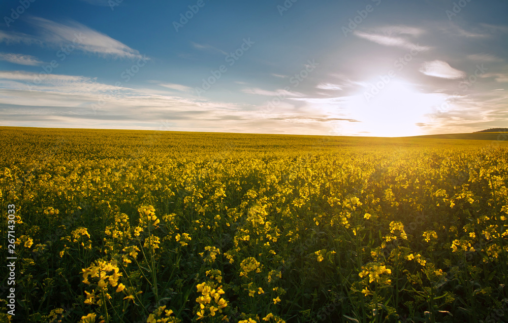 Agricultural field of yellow flowers, blooming canola on sunset sky