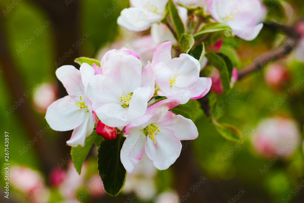 Obraz premium apple blossom tree background