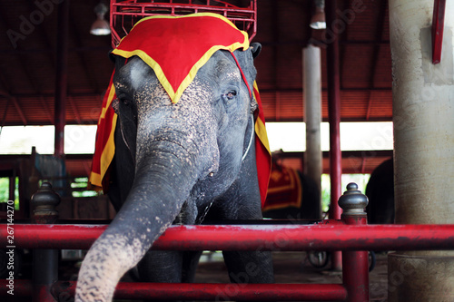 A beautiful big trained elephant on a circus show with sad eyes. South zoo. 