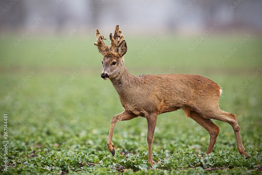 Roe deer, capreolus capreolus, buck with big antlers covered in velvet walking. Wild animal in winter. Roebuck sheding velvet. Roe deer, capreolus capreolus, buck with big antlers covered in velvet walking. Wild animal in winter. Roebuck sheding velvet.