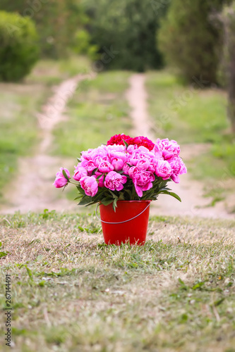 Beautiful red and pink peony flowers bouquet in the bucket on rural nature background