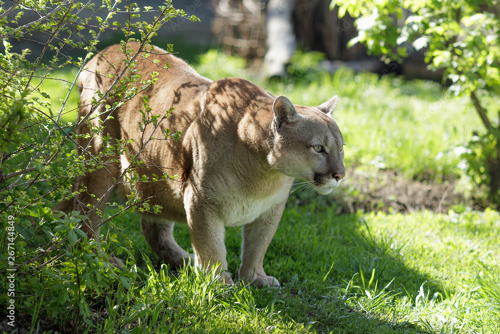 Fototapeta premium Portrait of a puma. Canadian Cougar