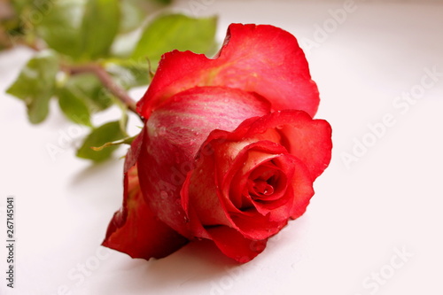  Romantic red rose. Aroma. Freshness. Present.