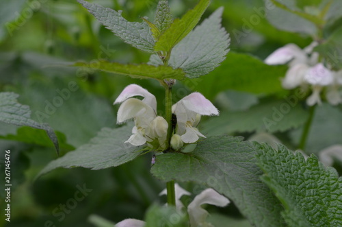 Jasnota biała, kwitnąca roślina, Lamium album photo