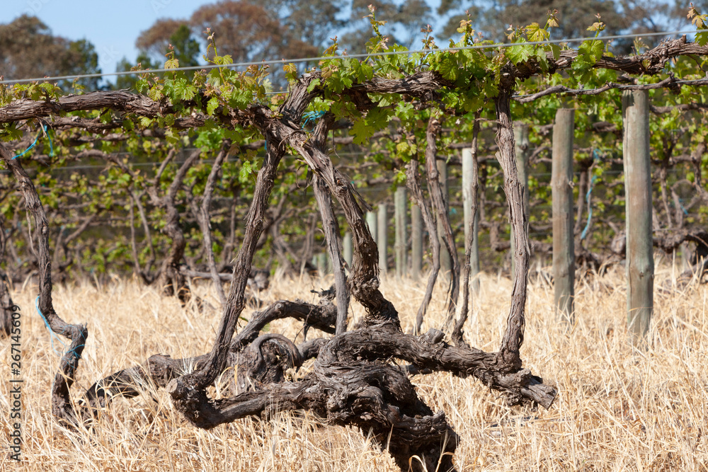 Fototapeta premium Spring Vinyards South Australia
