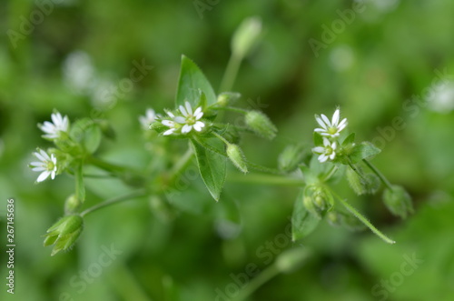 Gwiazdnica pospolita, pedy kwiatowe, Stellaria media photo