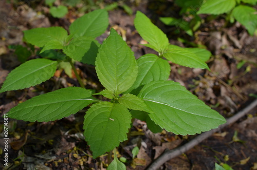 Wallpaper Mural Niecierpek pospolity, młoda roslina, Impatiens noli-tangere Torontodigital.ca