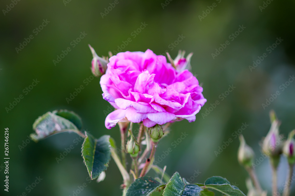 Beautiful spring rose flower in the summer garden Beautiful spring rose flower in the summer garden
