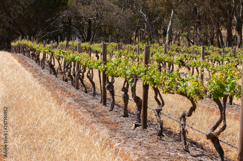 Spring Vinyards South Australia photo