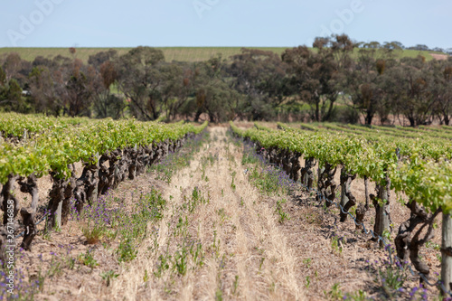 Spring Vinyards South Australia photo