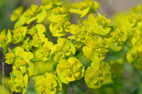 Wilczomlecz, młoda roslina w trakcie kwitnienia, Euphorbia