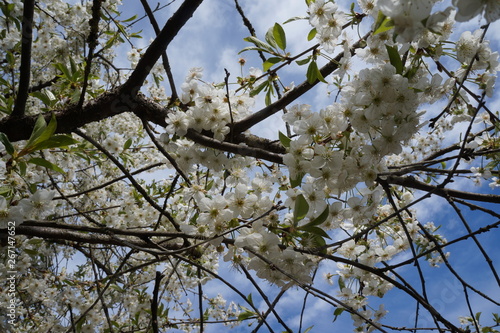 beautiful cherry blossoms in spring and bright blue sky
