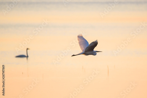 Selective focus photo.  The great egret (Ardea alba). Also known as common egret and large egret, flying over lake before sunset. © Gints