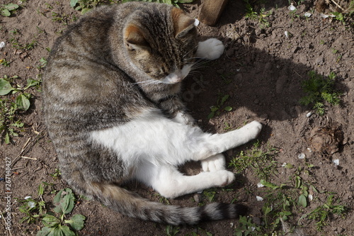 cat lies on the ground and basks in the sun