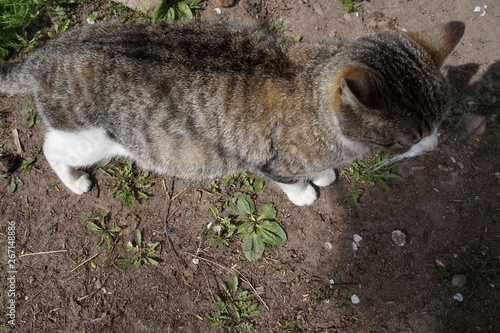 walking cat that is waiting for kittens soon