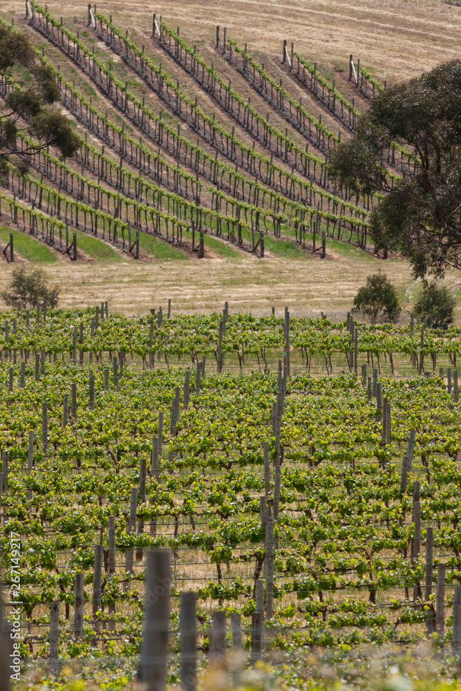 Obraz premium Spring Vineyards