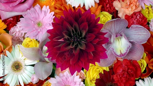 Multicolored flowers close-up © Dina