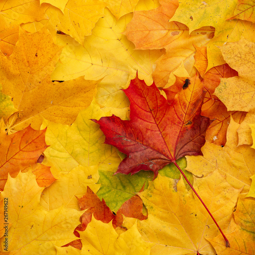 Closeup of autumn leaves lie on the ground. A bunch of colorful leaves of marple, yellow, red, green, orange. Flat lay. Autumn concept